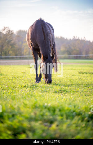 Big Black Stallion macro au pâturage pâturage vert sur l'échelle de temps tôt le matin. Banque D'Images