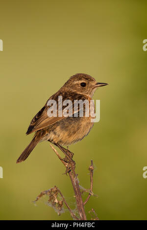 Stonechat (Saxicola torquata). Femelle adulte perché sur rameau. Allemagne Banque D'Images