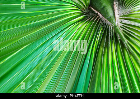 Green texture en feuille de palmier. Fond vert tropical. Banque D'Images