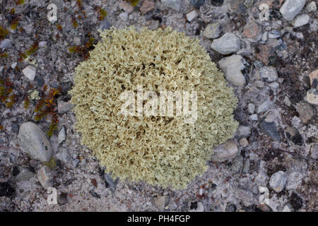 Le lichen d'islande (Cetraria islandica). La Suède.Islaendisches Cetraria islandica, Moos, dalarna, Suède Banque D'Images