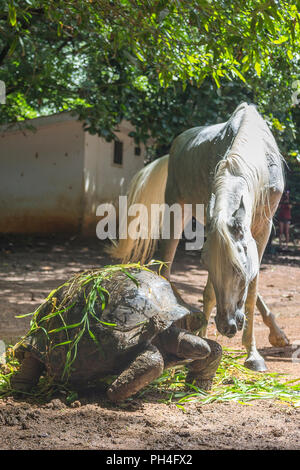 Cheval Arabe. Jument grise en interaction avec tortue géante des Seychelles dans un enclos. Seychelles Banque D'Images