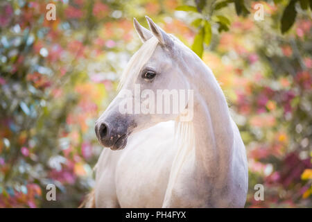 Cheval Arabe. Portrait de la jument grise. Seychelles Banque D'Images