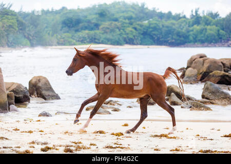 Cheval Arabe. Hongre alezan galoper sur une plage tropicale. Seychelles Banque D'Images