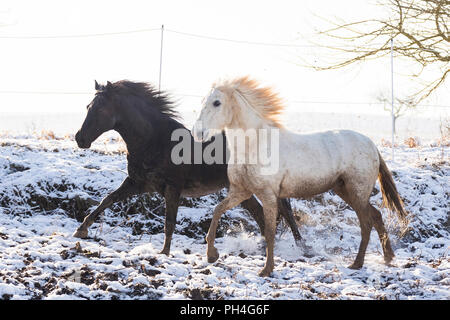 Cheval Espagnol pur, andalou. Paire d'adultes sale sur les pâturages au galop en hiver. Allemagne Banque D'Images