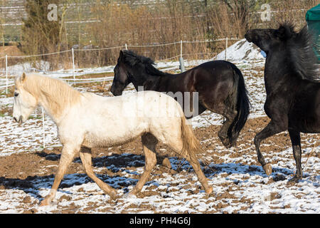 Cheval Espagnol pur, Andalouse et Murgese. Trois chevaux jouant sur un pâturage en hiver. Allemagne Banque D'Images