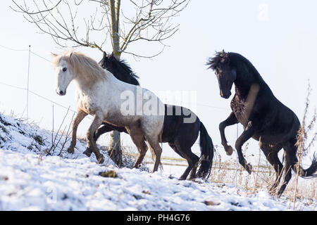 Cheval Espagnol pur, andalou. Trois chevaux jouant sur un pâturage en hiver. Allemagne Banque D'Images
