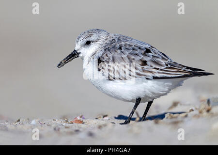 Bécasseau sanderling (Calidris alba). Adulte en plumage non-reproduction debout sur le sable. Allemagne Banque D'Images