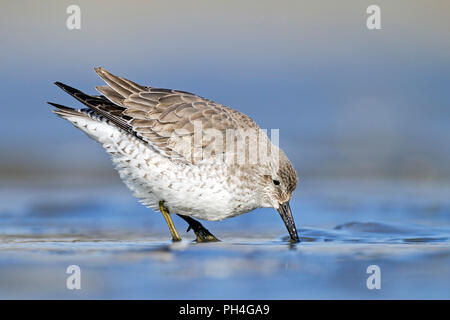 Bécasseau maubèche (Calidris canutus). Fun pour adultes se nourrissent de boue intertidaux. Allemagne Banque D'Images