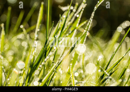 Fond d'herbe verte fraîche avec des gouttes de rosée ou à la lumière étincelante avec un arrière-plan flou pour eco et bio concepts. Banque D'Images