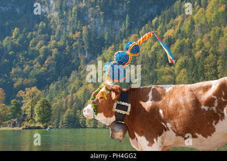 Avec tête de vache la vache au cours de la décoration de l'alpage sur la Saletalm Koenigssee et d'accueil à l'échelle locale stable dans la Schoenau, Berchtesgaden-campagne, Haute-Bavière, Allemagne Banque D'Images
