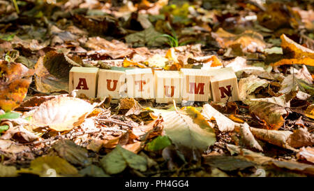 Automne fond et concept avec le mot - Automne - sur une rangée de blocs de bois parmi les feuilles mortes, certaines couleurs, certains en décadence et withere Banque D'Images