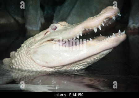 Alligator albinos rare montrant ses dents à l'Aquarium de Géorgie à Atlanta, Géorgie. (USA) Banque D'Images