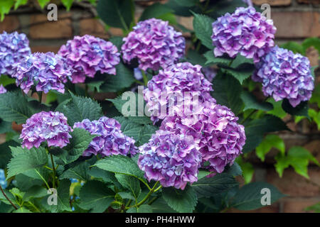 Hortensias en fleurs, bleu et violet, Hydrangea macrophylla Banque D'Images