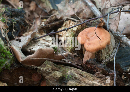 Rufus milkcap (Lactarius rufus) champignons, Close up shot Banque D'Images