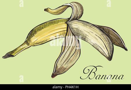 Fruits à la main- banane. Vector illustration colorées isolé sur fond vert. Illustration de Vecteur