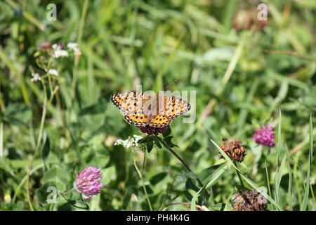 Butterfly - (Boloria eunomia) Comité permanent sur l'herbe Banque D'Images