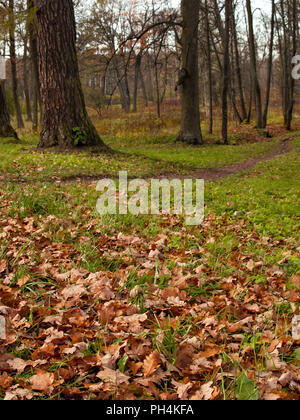 Sur un green glade croître de grands arbres et de se coucher près de la voie au cours de l'automne les feuilles tombées des arbres feuilles jaune et rouge à l'automne dans le par Banque D'Images