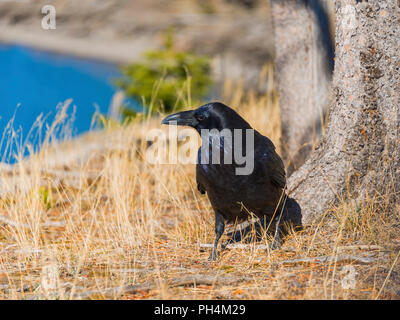 Grand corbeau, Corvus corax, le Parc National de Yellowstone, États-Unis Banque D'Images