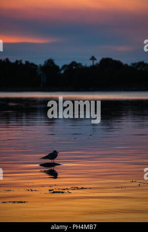 Le Seagull est assis sur un rocher dans la baie de la mer au coucher du soleil. Banque D'Images