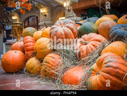 De nombreuses grandes citrouilles orange se situent dans la paille. Automne décoration de la rue. Chasse d'automne de citrouilles préparé pour la maison de vacances. Banque D'Images