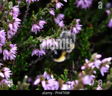 Bumblebee se nourrissant de Heather Banque D'Images