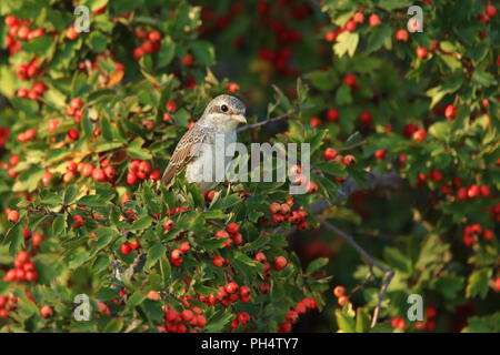 Woodchat shrike jeune sur arbre d'aubépine Banque D'Images