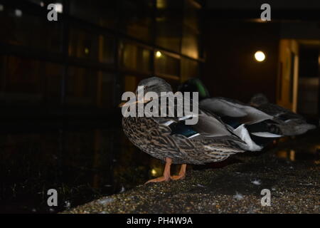 Canards dans la nuit au bord d'un étang Banque D'Images