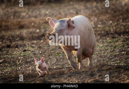 Les porcelets et les porcs Banque D'Images