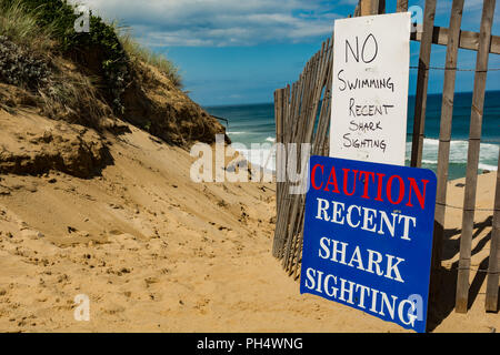 Grand Requin Blanc Signes on Beach Banque D'Images
