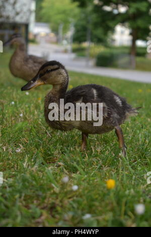 Les jeunes sur une marche de canard Banque D'Images