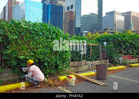 Une dame travaille sa parcelle de jardin individuel à l'extérieur d'un complexe d'appartements dans le centre-ville de Cleveland, Ohio, USA. Banque D'Images