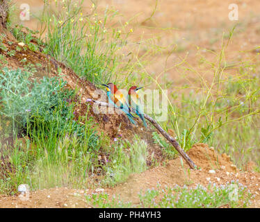 Paire d'abeille européenne Eaters Merops apiaster dans la campagne espagnole près de Castrojeriz en Castille et Leon Espagne