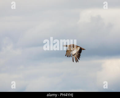 Grande Bustards Oitis tarda en vol près du village espagnol de Villafafila Castille et Leon Espagne, la région est le foyer de 65% de la population mondiale Banque D'Images