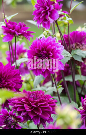 Dahlia 'Thomas A Edison' dans un jardin anglais. UK. Assiette à Dahlia Banque D'Images