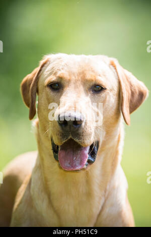 Labrador Retriever. Portrait de chien de Kelo, formé comme chien de conservation pour la protection des tortues caouannes. La Suisse Banque D'Images