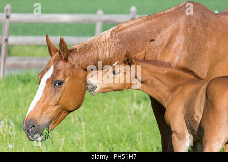 Oldenburg Horse. Poulain alezan smooching avec sa mère sur un pâturage. Allemagne Banque D'Images