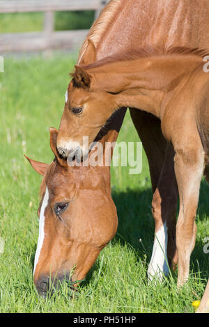 Oldenburg Horse. Poulain alezan smooching avec sa mère sur un pâturage. Allemagne Banque D'Images