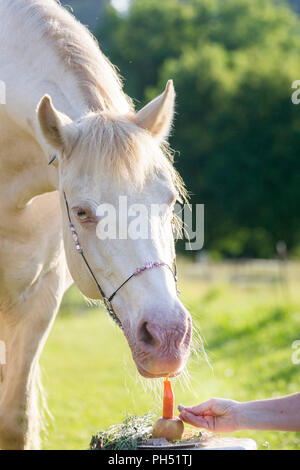 Welsh Cob (section D). Cremello mare en regardant son gâteau d'anniversaire. L'Autriche Banque D'Images