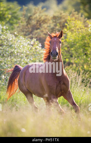 Warmblood autrichien. Hongre alezan galoper sur un pâturage. L'Autriche Banque D'Images