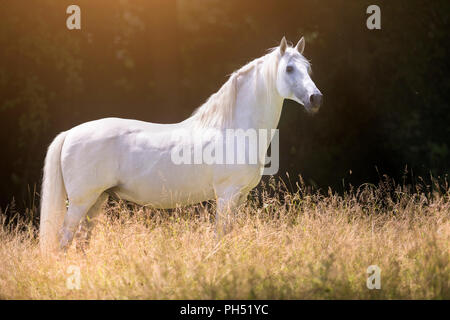 Lusitano. L'étalon gris debout sur un pré en été. Allemagne Banque D'Images