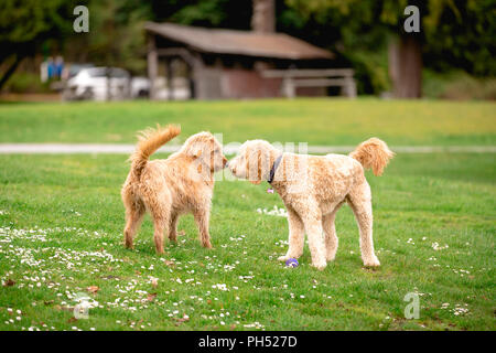 Deux croix caniche chiens mélanger dans un autre message d'accueil du parc. Banque D'Images