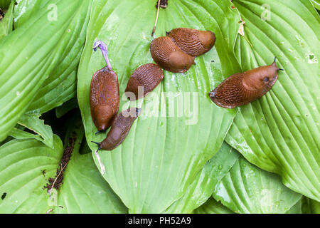 Les limaces rouges, Arion rufus sur feuilles d'Hosta, République Tchèque, Europe Banque D'Images