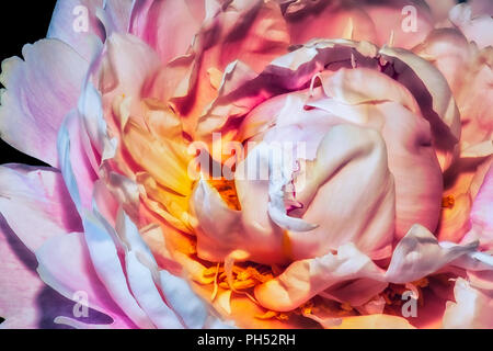 Fine art floral coloré de la vie encore fleur macro image de l'intérieur d'un seul jeune en fleurs ouvertes rose pivoine ensoleillées fleurs sur fond noir Banque D'Images