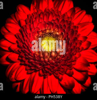 Fine art floral still life flower couleur détaillées portrait d'un seul grand ouvert gerbera rouge isolé blossom isolé sur fond noir Banque D'Images