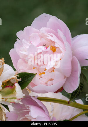 Fine art floral coloré de la vie encore fleur macro image d'une seule rose blanche isolée en fleurs ouvertes jeunes sunlit peony fleurs sur fond naturel Banque D'Images