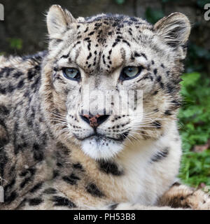 Snow Leopard adultes close up portrait. Banque D'Images