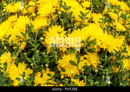 Chrysanthème jaune Banque D'Images