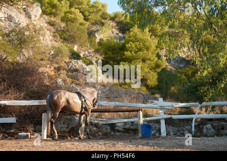 Un malheureux cheval dans une forêt libre mais pas libre et emprisonné dans une forêt verte entre les arbres près d'un rocher un énorme rocher Banque D'Images