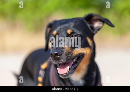 Portrait d'un Pinscher allemand à un jour d'été Banque D'Images