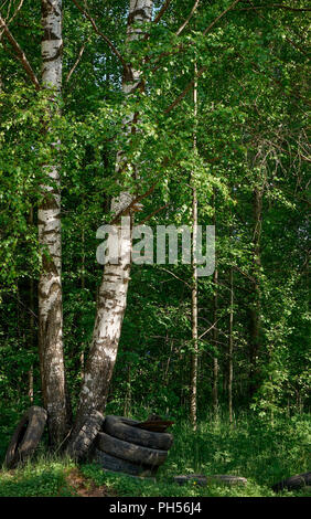 Deux troncs de bouleaux près de l'un l'autre dans la forêt avec quelques vieux pneus sous Banque D'Images